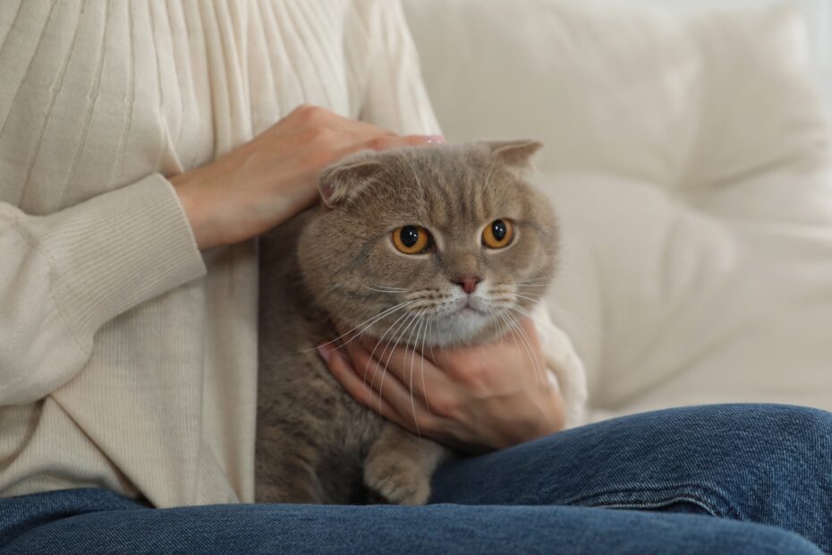 As 10 raças de gato mais carinhosas que existem