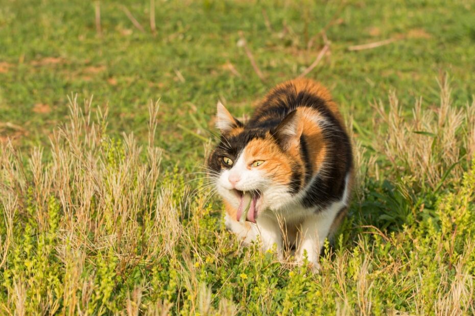 Gato vomitando ou com diarreia? 5 mudanças na rotina que podem causar desequilíbrios gastrointestinais no pet