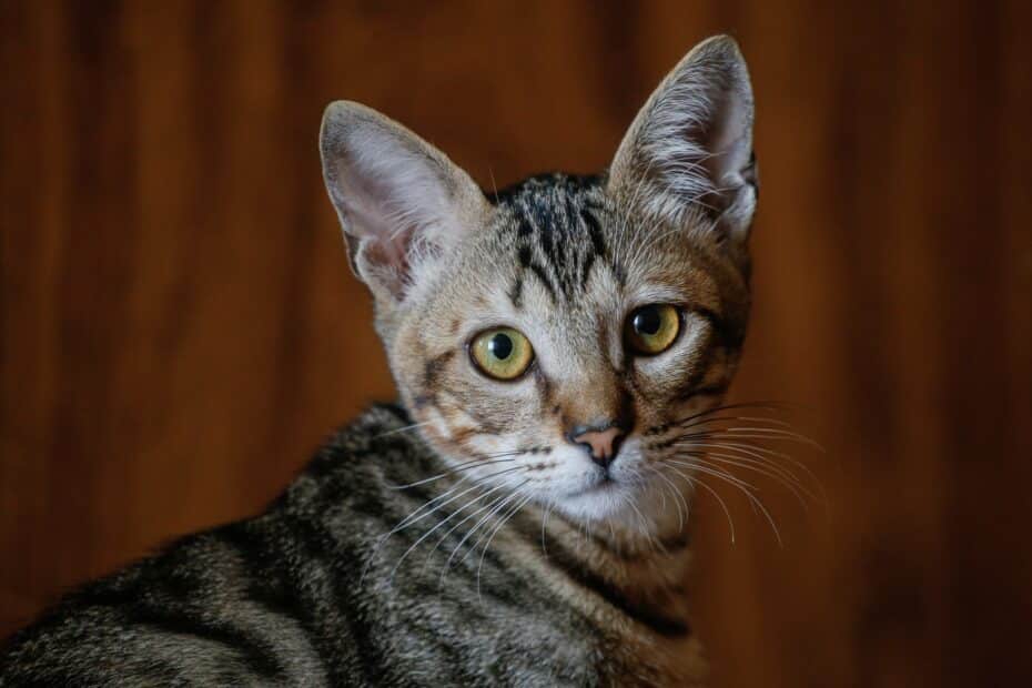 Brazilian Shorthair X gato rajado: diferenças e semelhanças