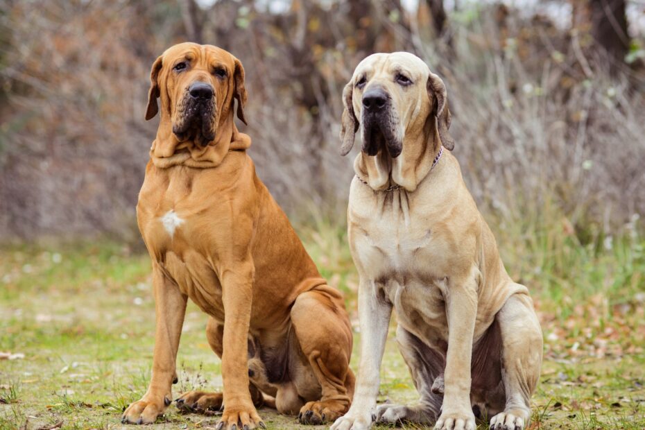 Por que os cachorros grandes vivem menos tempo?