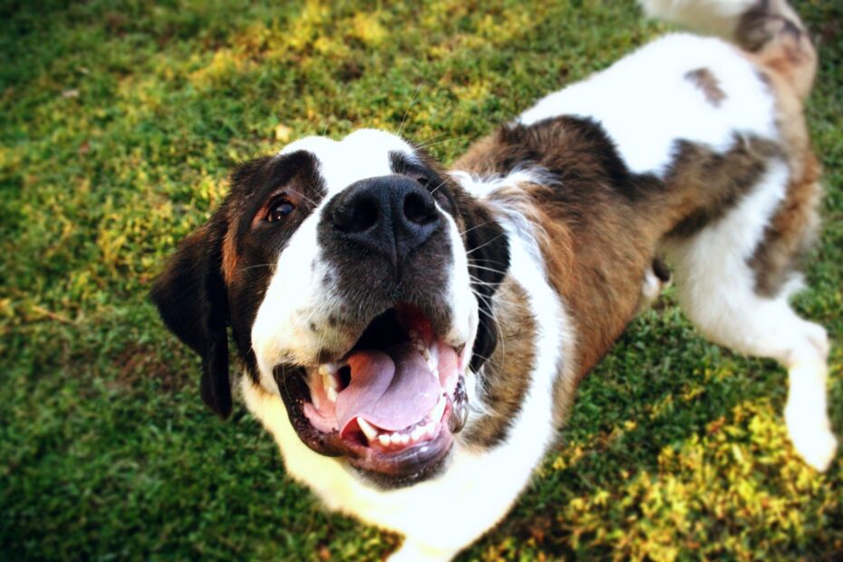 As 6 raças de cachorro que dão mais despesa