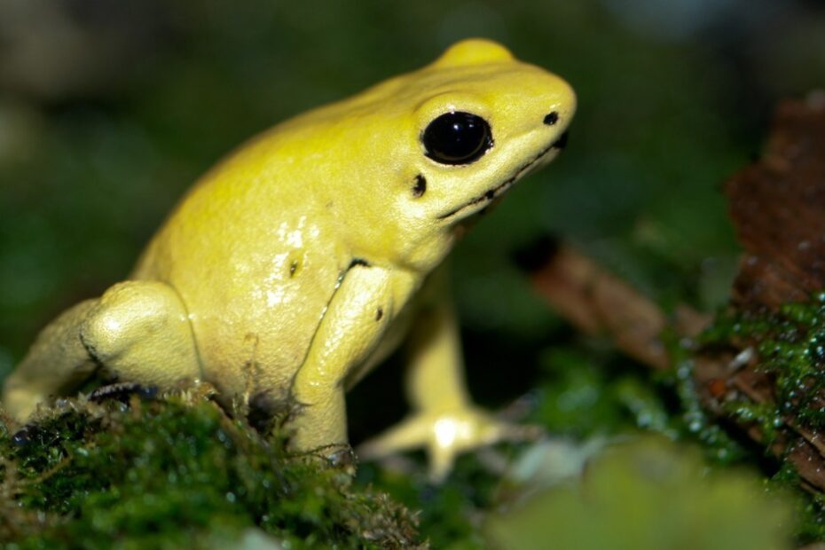 Dos 12 animais mais venenosos do mundo, quem lidera a lista é um caracol