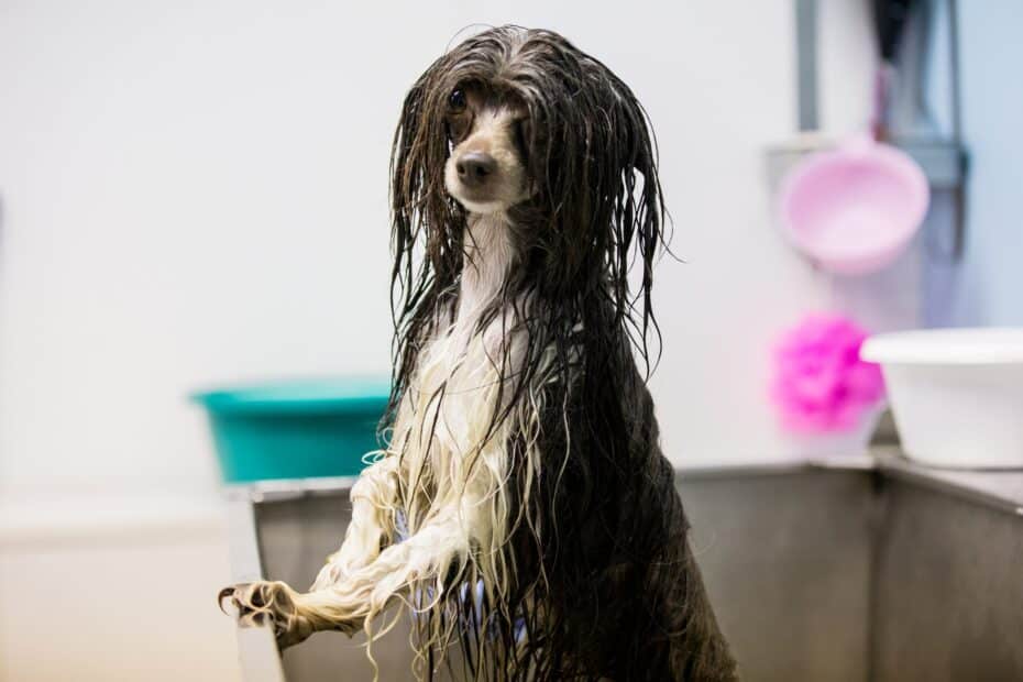 tutores de cachorros peludos contam o que consideram importante na hora de escolher um pet shop