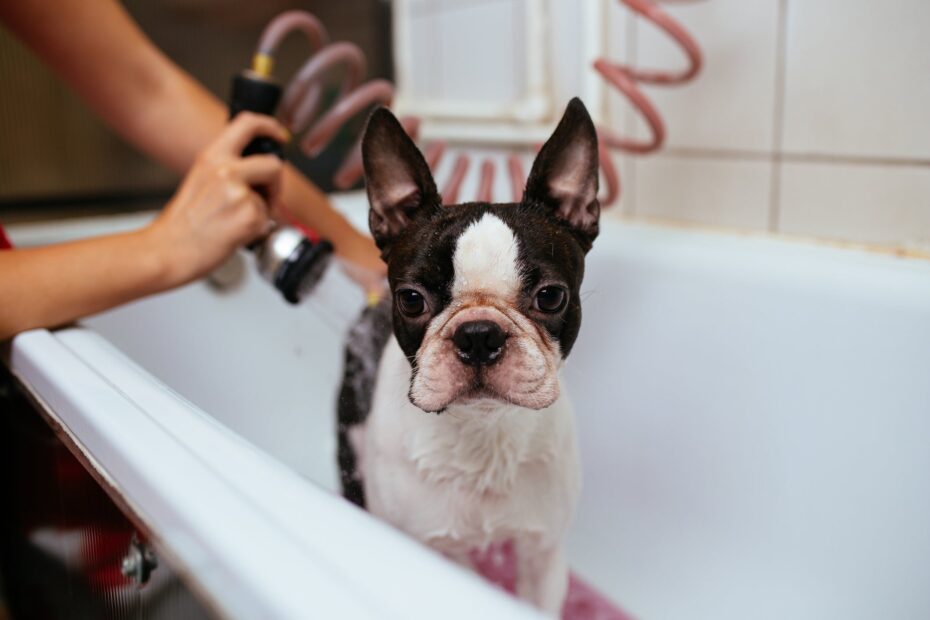 Esse é o número de vezes que os especialistas recomendam dar banho em cachorro de pelo curto