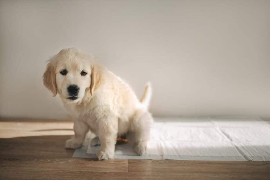 Pra nunca mais errar! Especialista revela como ensinar cachorro a fazer xixi no lugar certo