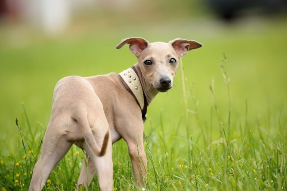 10 fatos para conhecer esse cãozinho