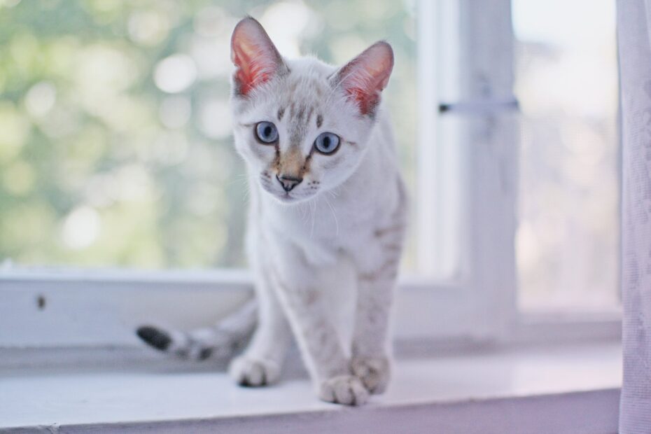 O que seu gato quer dizer? Esse é o segredo dos especialistas para interpretar a linguagem corporal felina