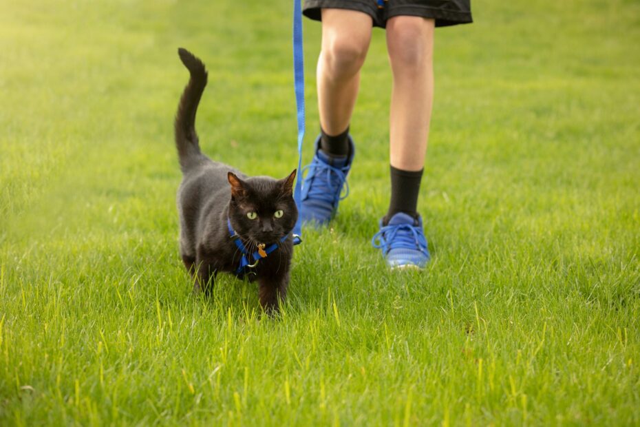 Aprendi a passear com gato seguindo essas 10 dicas que um adestrador me passou