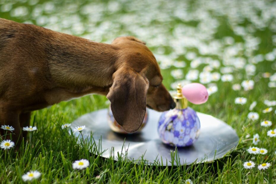 Perfume para cachorro: veterinário lista 4 razões para nunca usar no seu pet