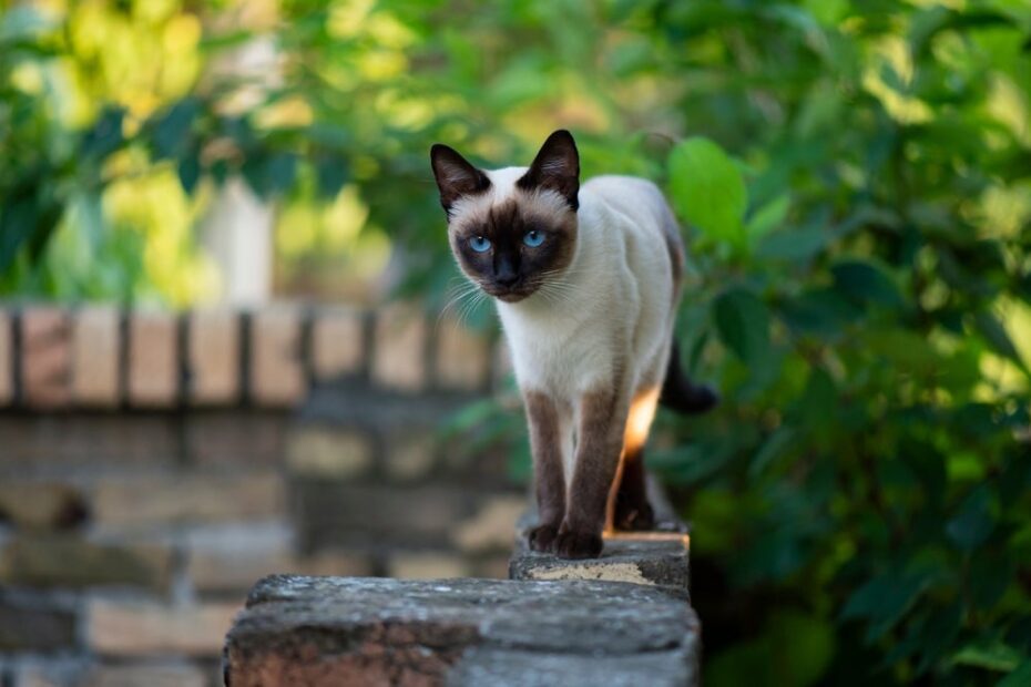 10 raças de gato que vivem mais tempo, segundo cientistas