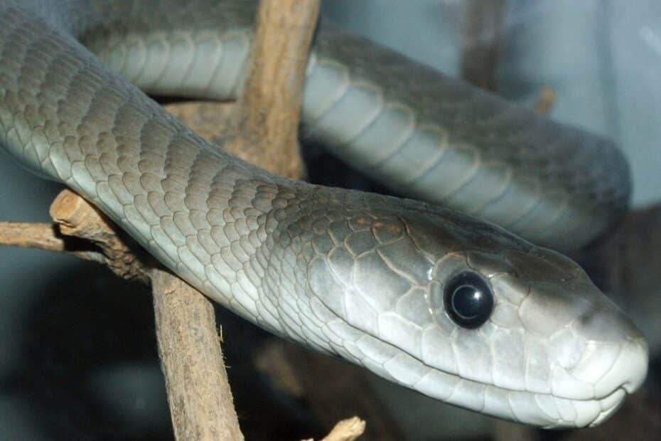 Tudo sobre a mamba-negra, a cobra mais temida da África