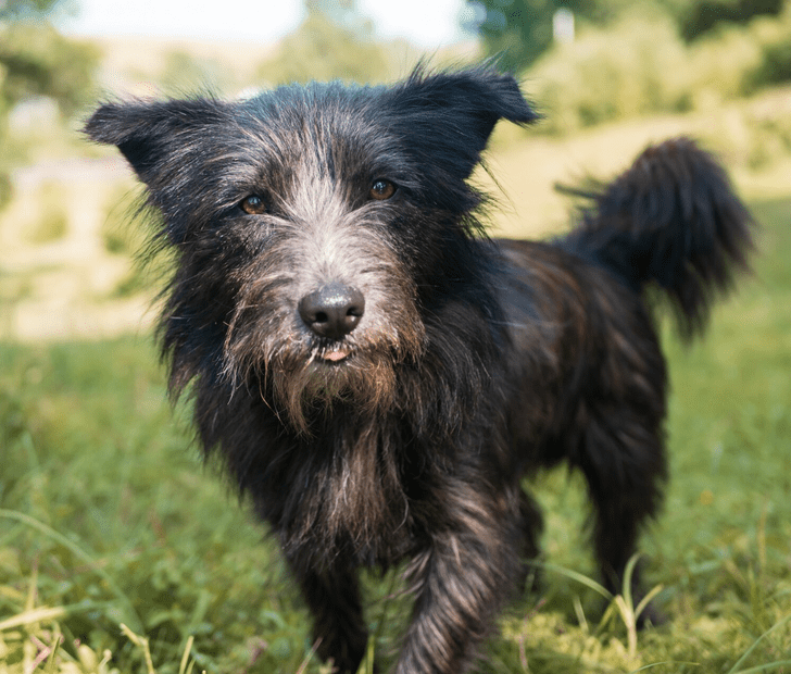 8 raças de cães que são perfeitas para famílias com crianças – GosteiSalvei