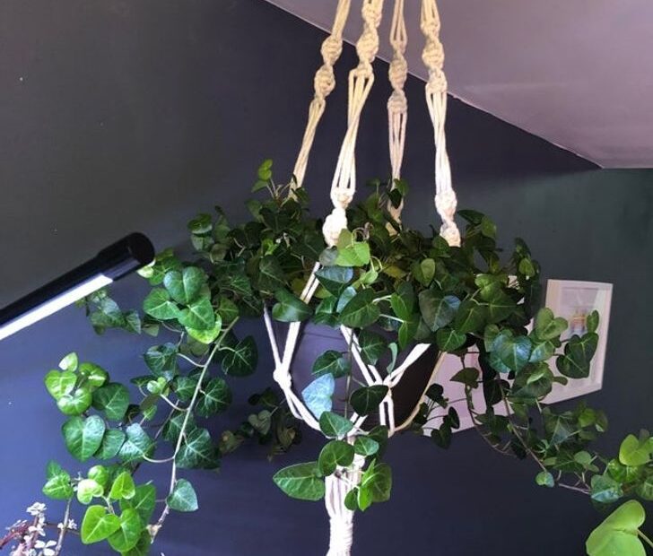 10 plantas que podem absorver umidade em sua casa – GosteiSalvei