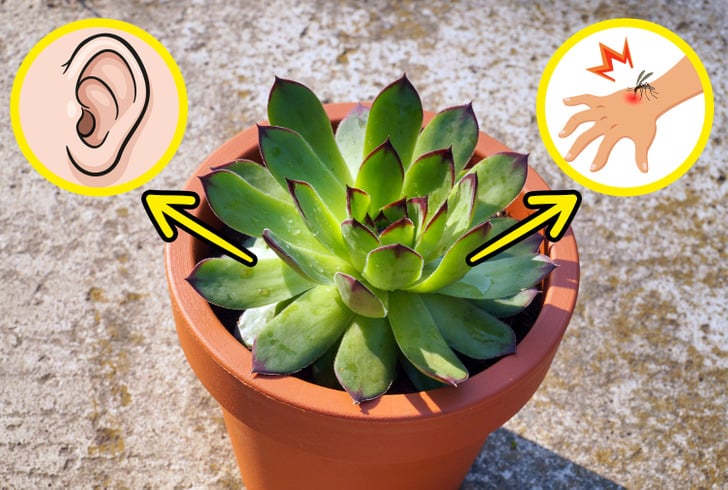 10 plantas que todos deveríamos ter em casa para melhorar nossa saúde – GosteiSalvei