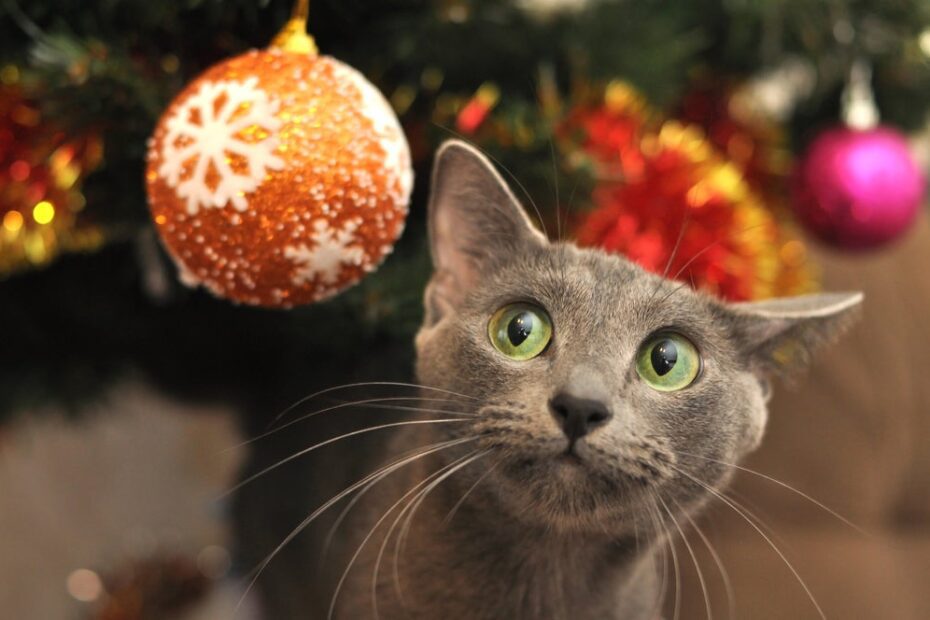 Aprenda como montar uma árvore de Natal à prova de gatos com esse passo a passo de especialistas