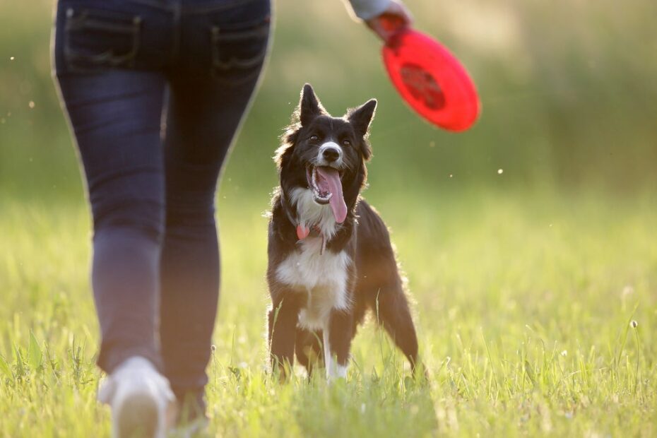 Mais inteligente do mundo! O Border Collie é capaz de aprender mais de 1000 comandos