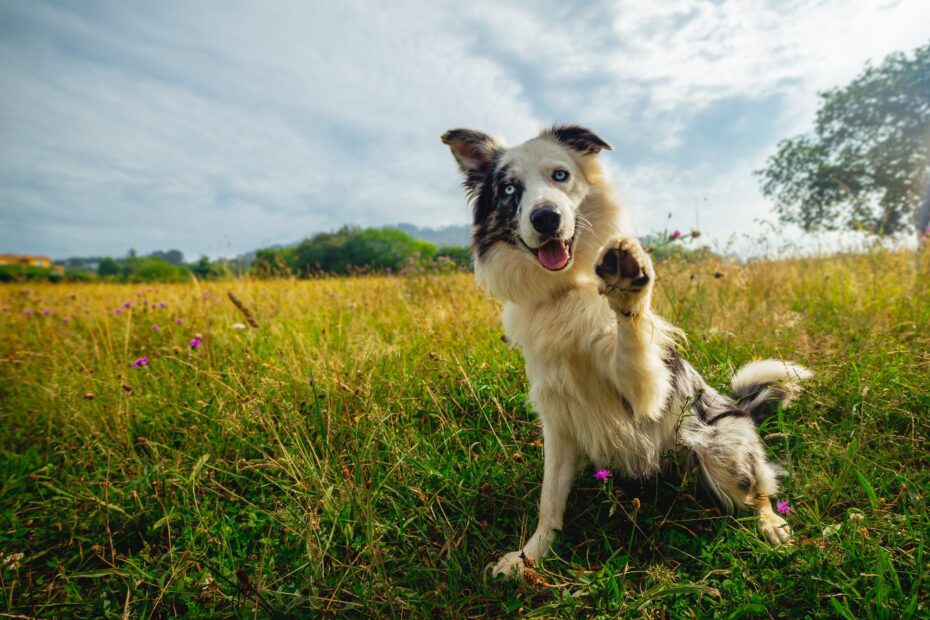 5 coisas que os cachorros são capazes de aprender pra ajudar a sociedade