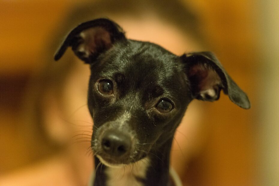 Cães aprendem observando outros animais e pessoas, revela estudo da USP