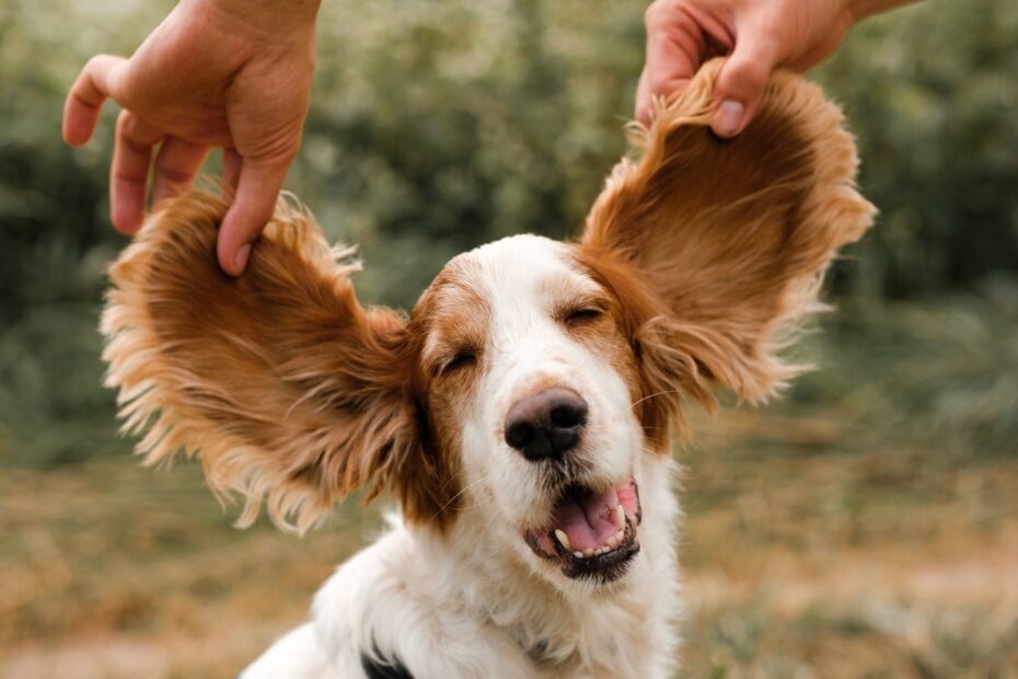 5 sons que apenas os cães podem escutar (essa é a prova de que a audição canina é poderosa!)