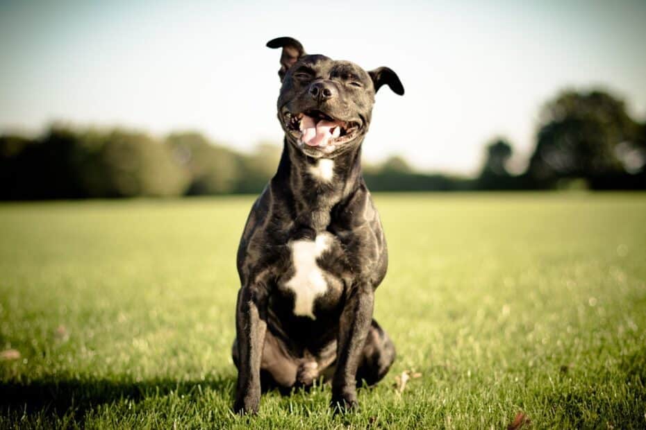 Os cachorros mais felizes recebem esses 7 cuidados surpreendentemente simples que todo tutor deveria fazer