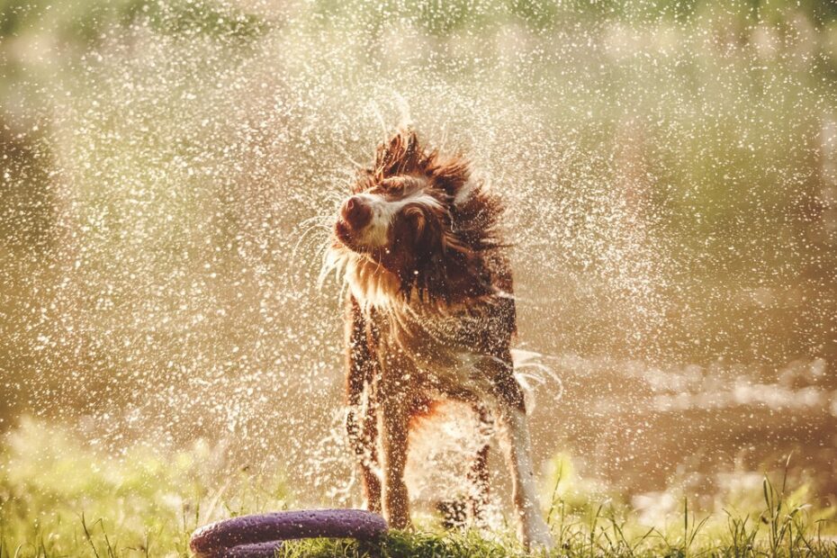 Por que os cachorros se sacodem quando estão molhados? Parece que a Ciência descobriu o motivo real desse comportamento