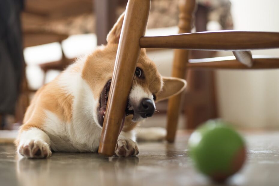 O truque simples de um adestrador que fez o meu filhote de cachorro parar de roer os móveis