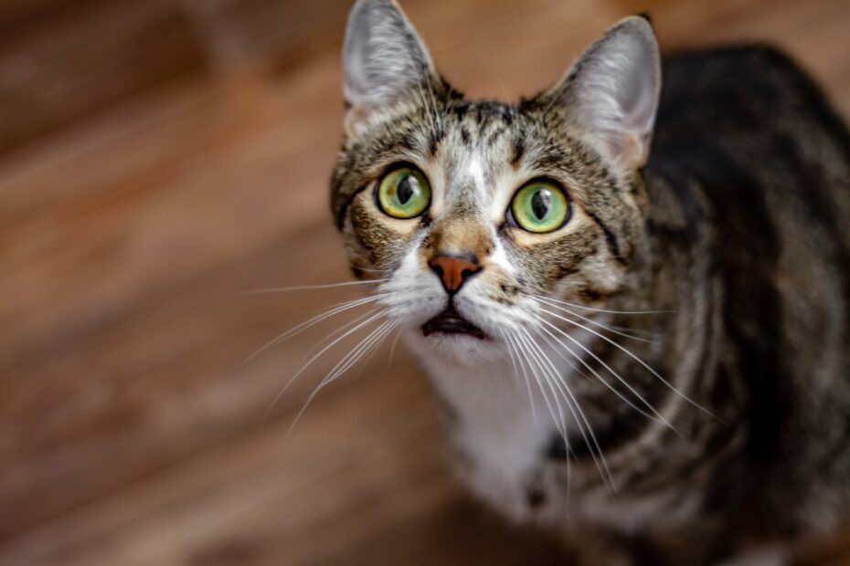 5 mentiras que já te contaram sobre os gatos e você precisa parar de acreditar o quanto antes