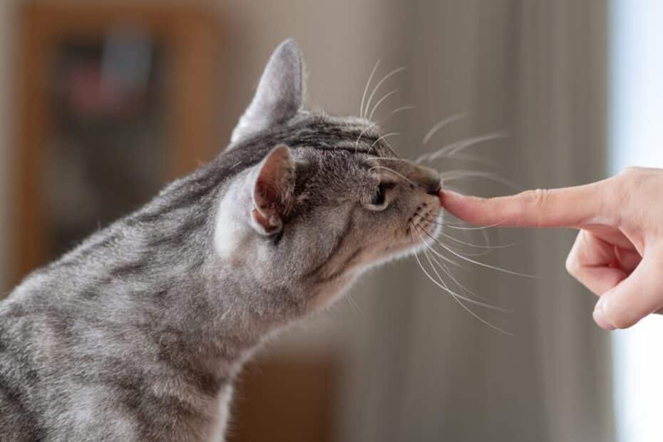 Você está se comunicando do jeito errado com o seu gato (e podemos provar!)