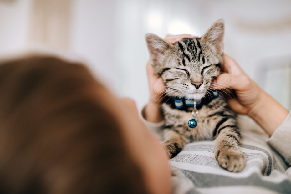 tudo que ainda não te contaram sobre o bem-estar felino