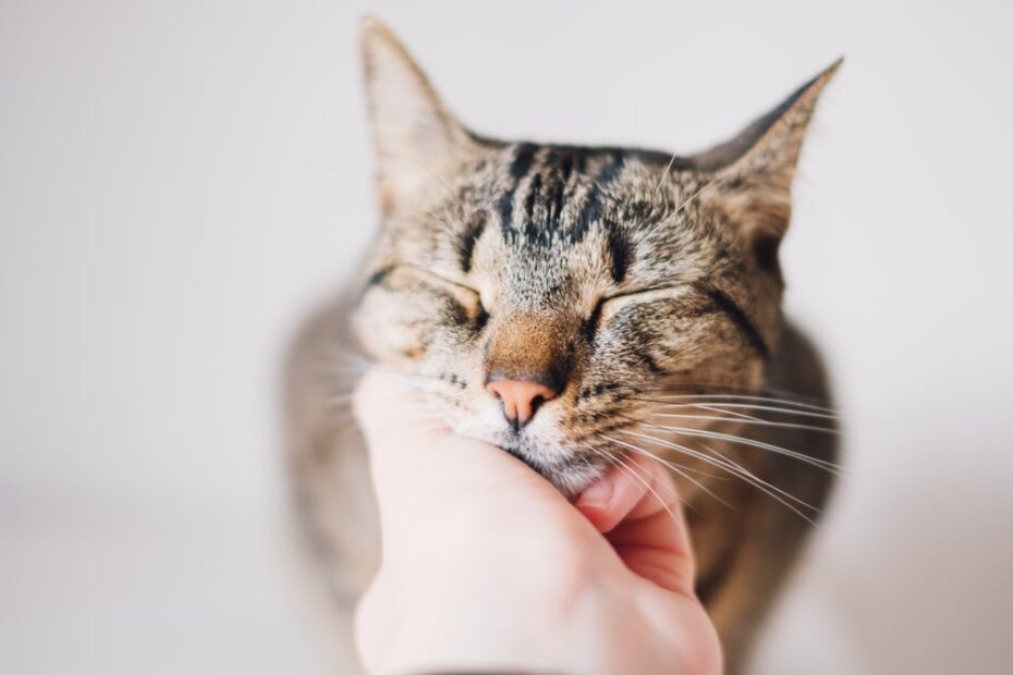 Gato feliz, tutor feliz! 7 cuidados surpreendentemente simples que vão aflorar a felicidade do seu pet