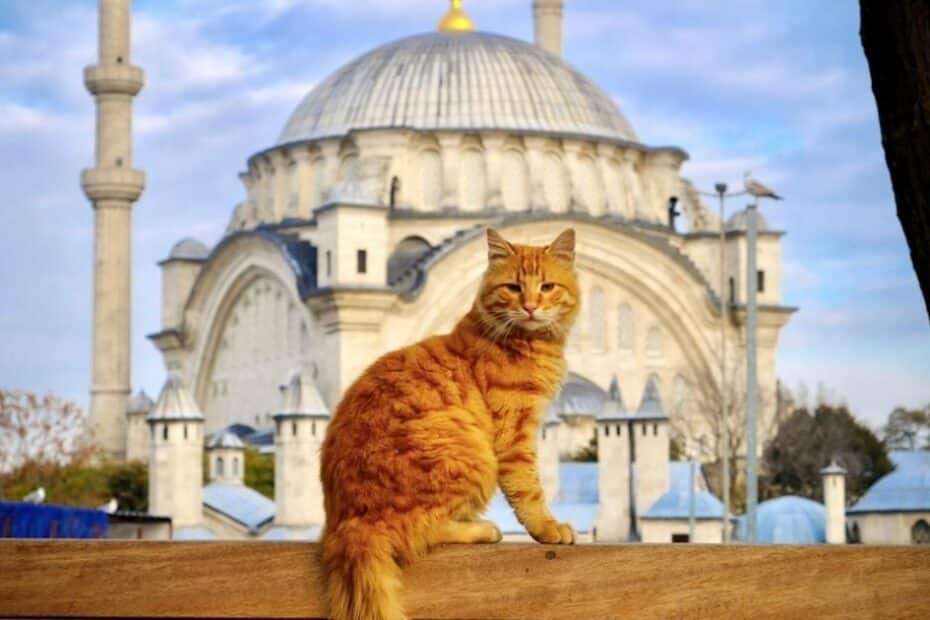 É gateiro e está planejando sua próxima viagem? Essas são as 7 melhores cidades do mundo para quem ama gatos!