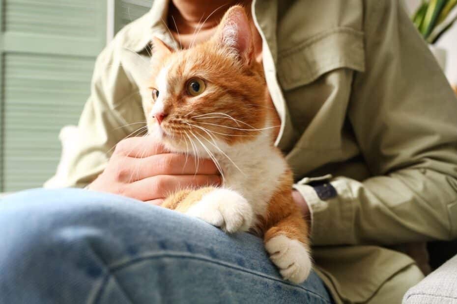 Se você duvida do poder dos gatos à saúde humana, essas evidências vão te surpreender