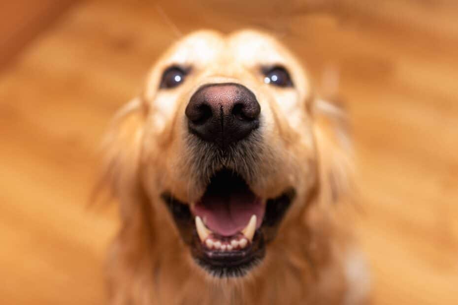 150 nomes de cachorro para tutores que amam comer