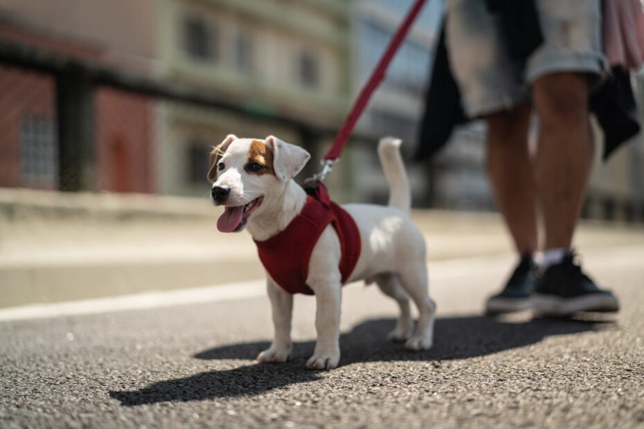 É isso que acontece com o corpo do seu cachorro quando você não passeia com ele