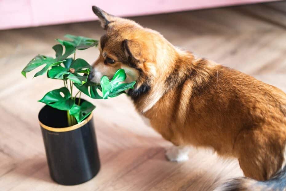 esta é a planta com maior potencial tóxico para o seu pet