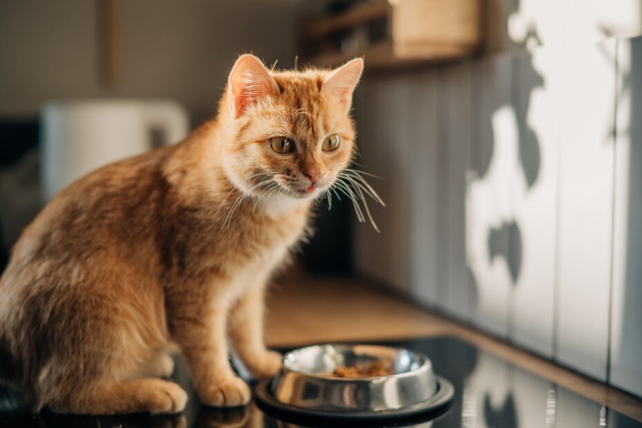 Como escolher o melhor sachê para gatos renais? Veja o que olhar no rótulo do produto, segundo nossos especialistas