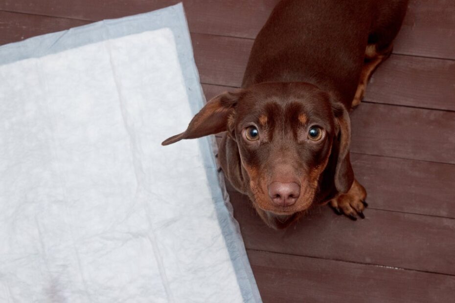 Esse é o maior erro que as pessoas cometem na hora de ensinar o cachorro a usar o tapetinho, mas é fácil de resolver