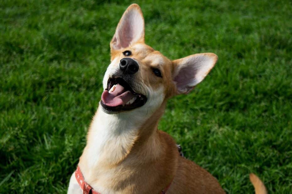 Se você fizer isso com seu cachorro todos os dias, as chances dele viver por mais tempo aumentam