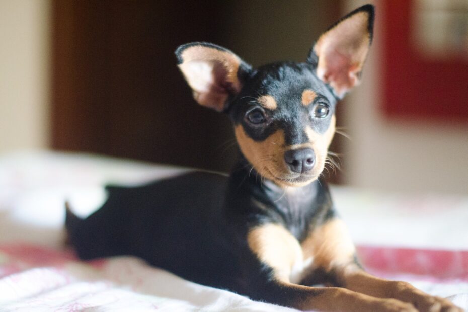 aprenda de uma vez por todas como diferenciar os tamanhos da raça de cachorro pequeno