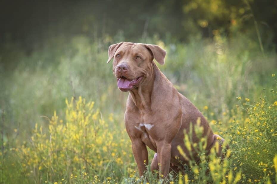 Quantos tipos de Pitbull existem? Aprenda a diferenciar e descubra curiosidades sobre as variações